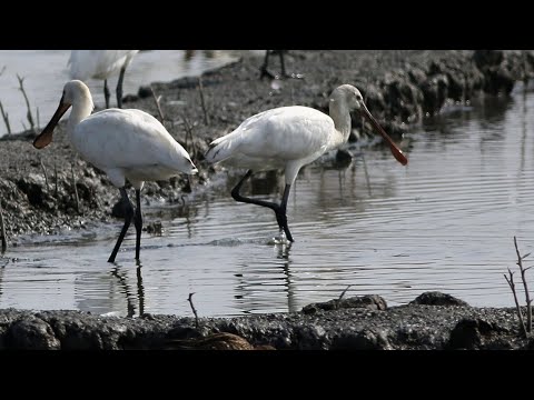 東港鎮的白琵鷺White Spoonbill  （2024 11 28）