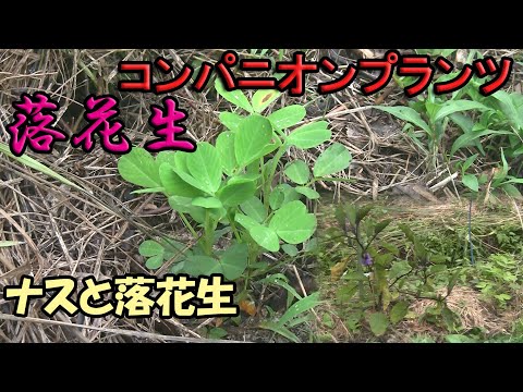 【落花生】コンパニオンプランツ　ナスと落花生