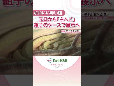 木山寺の「白ヘビ」元旦から展示へ　地元企業が保温ケース奉納…冬でも会えるように　岡山・真庭市