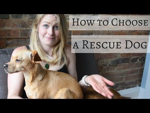 How to Adopt a Dog: Choosing a Dog