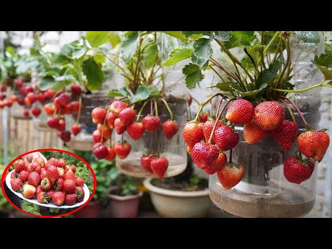 Grow Strawberries In Plastic Bottles Fast For Big Harvests And More