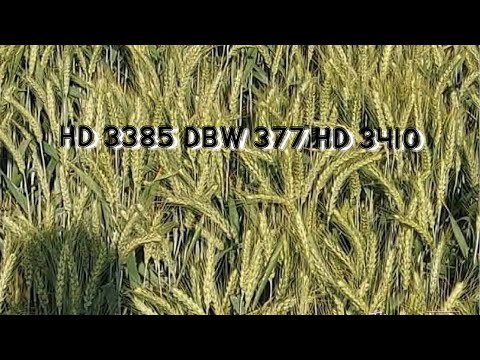 HD 3385🌾DBW 377🌾HD 3410 gehu veraity | गेहूं की कई किस्में #farming #agriculture