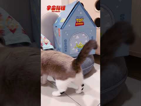 暖心哥哥再次出馬！解救哥寶日常 #宇宙貓咪 #cat #shorts #shortstw