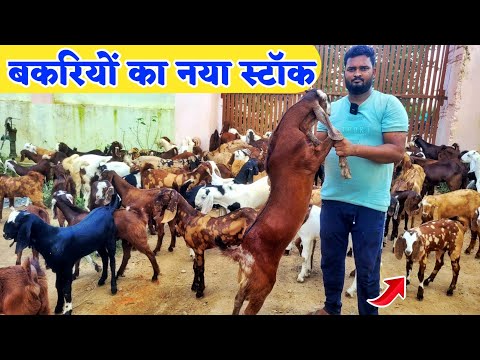 थोक के भाव बकरियों का नया स्टॉक आ गया - आपके शहर में | Rajasthani bakri ke bacche | bakra mandi 2023