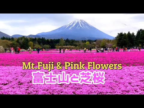 Mt.Fuji and pink flowers [Fuji Shibazakura Festival ]Recommended hot spring [4K]