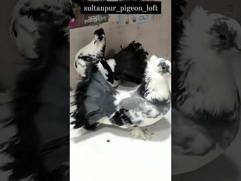 #pigeon #birds #trending #viral#short #video #kali #nagin #ki#jaisi#zulfe #teri#kali 🕊🕊🕊🦚🦚💯