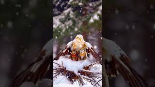 Winter's Guardian: Mother Bird Protects Her Chicks ❄️❤️ #naturelovers  #wildlifemoments