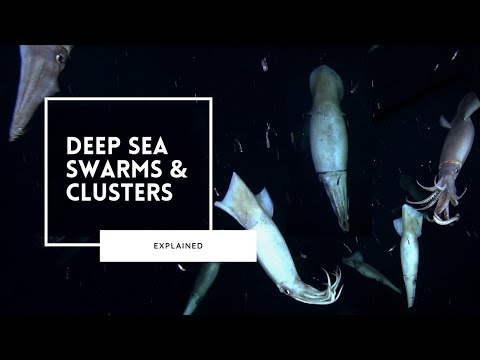 Discovering Deep Sea Swarms | Safety in Numbers