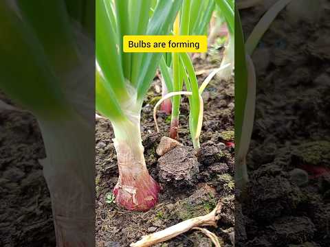 growing spring onion in container #terracegarden #youtubeshorts #shorts