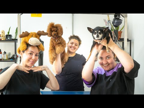 Day in the Life of a Dog Groomer: Episode 6