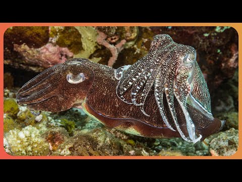 Discover Giant Fish & Mysterious Underwater Caves