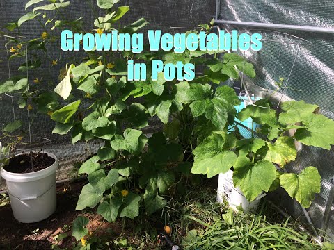 Vegetable Plants in Pots are Growing!   Backyard Apple Tree Looks A bit Meh.