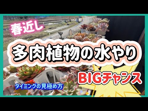 春近し🌵多肉植物の水やりBIGチャンス🌵タイミングの見極め方