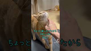 どんな時も呼ぶと来てくれる優しい猫さん