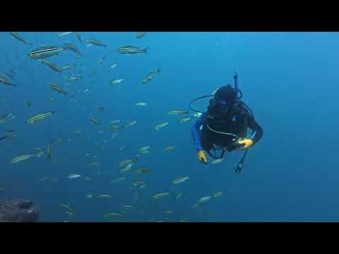 【ダイビング】イサキで逗子の群れに囲まれる🐠