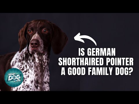 12 Things Only German Shorthaired Pointer Owners Understand