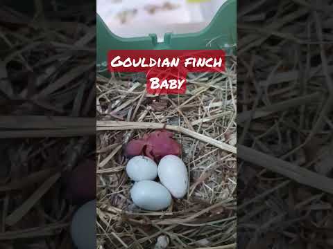 one day old GOULDIAN finch baby