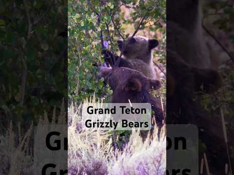 Grizzlies in Grand Teton #wyoming #bear #travel #wildlife #nationalparks #ytshorts #shorts #yt