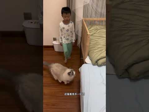 我家猫凭本事与人类幼崽的无障碍交流～ #当人类幼崽遇到小动物