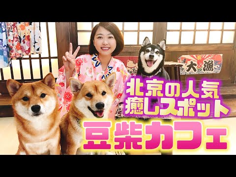 Short【北京｜浴衣で楽しむ豆柴カフェ！？】北京の癒やしスポットを紹介！