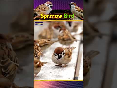 Chirping Sparrow Bird | Tiny Sparrow That Shaped Ecosystems and Culture | Creative Nature #shorts