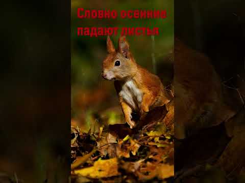 Словно осенние падают листья - Христианская песня на день жатвы #деньжатвы #shorts