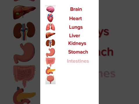 Human Body Internal Organs -English Vocabulary #english #vocabulary #learnenglish