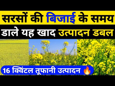 सरसों की बिजाई के समय डालें ये खाद उत्पादन डबल।सरसों की खेती।sarso ki kheti। mustard farming