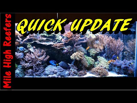 Quick Updated 210g and 24g Reef tanks (Reef VlogL)