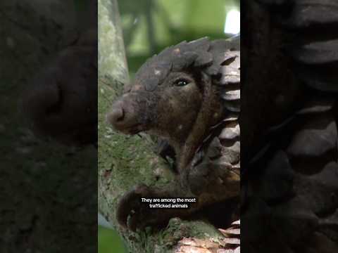 This is the only mammal with full-body armor #shorts #pangolin