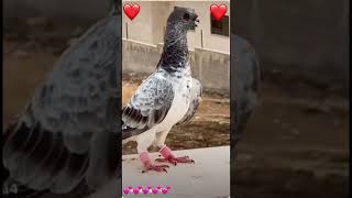 pigeon types ❤️❤️ #pigeonbreeds #birds #pigeontypes #pets #pigeonpigeon #pigeonvarieties #viralshort