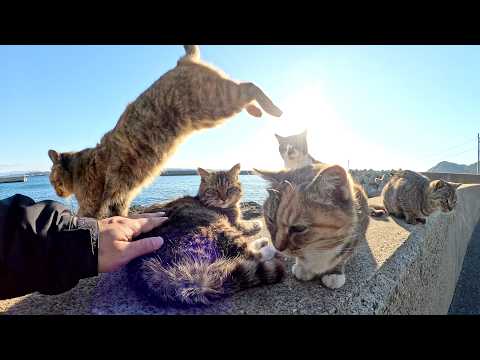 Many cats gather on the bank and compete for a turn to give a massage.