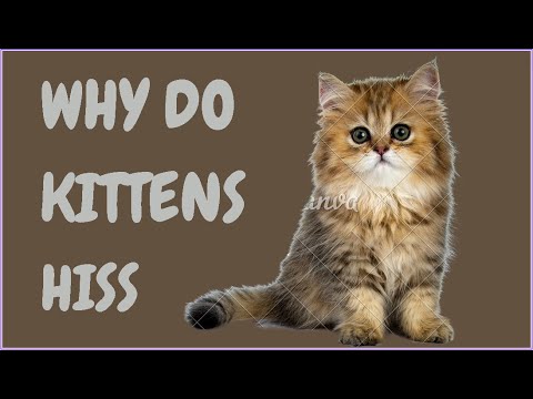 Why Do Kittens Hiss