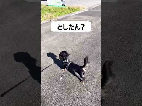 【どしたん？】急に吠えたと思ったら　#shorts #犬 #dog