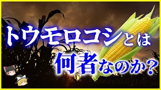 【ゆっくり解説】起源は不明！？人類を操る！？「トウモロコシ」とは何者なのか？謎多き生態を解説