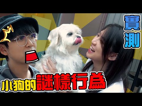 實測網上流傳小狗的謎樣行為🐶重新啟動小狗的天性？【冷知識】牠竟然懂得保護雞蛋？結果讓人出乎意料@ThatsTammi