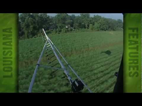 Spraying ripener on sugarcane (2007)