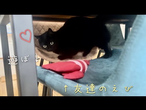 えびのぬいぐるみとイスの上で器用に遊ぶ黒猫