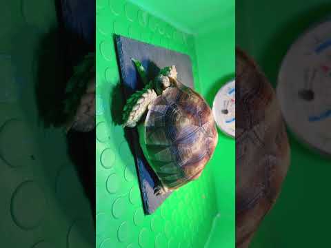 2023.01.03陸龜🐢吃飯中