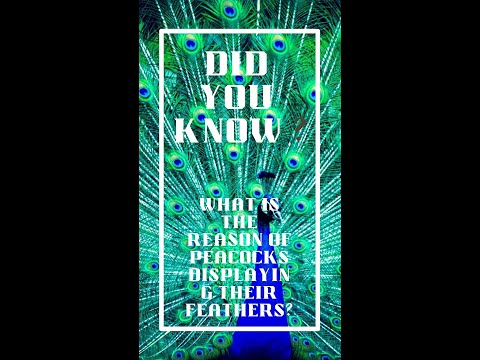 Did you know -  Peacock #shorts