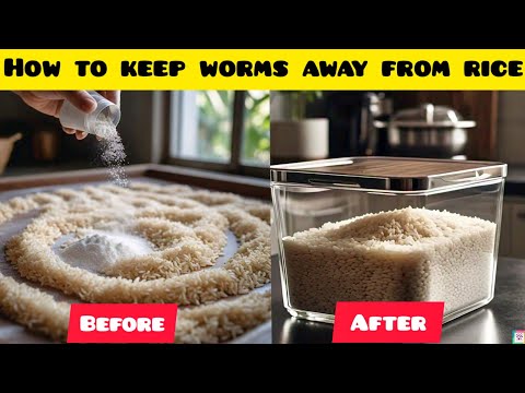 Worms in Rice| How to avoid Worms in Stored Rice| Prevent Worms in Rice| Chawal mai keeray #worms