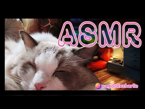 【RagdollxCharlie】Fake ASMR｜Licking｜Relax｜Ragdoll｜Phone Recording