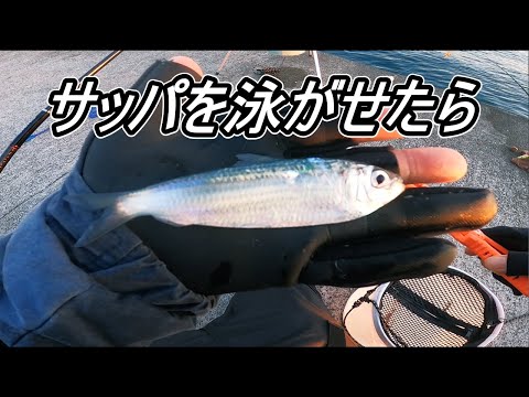 サッパを泳がせたらあの美味し魚が喰ってきた【泳がせ釣り】