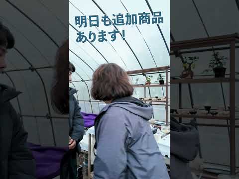 大盛況につき商品追加決定！明日も盆栽大野フェスへ！【盆栽Q】