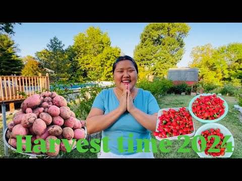 Harvesting organic vegetables from our garden 2024.