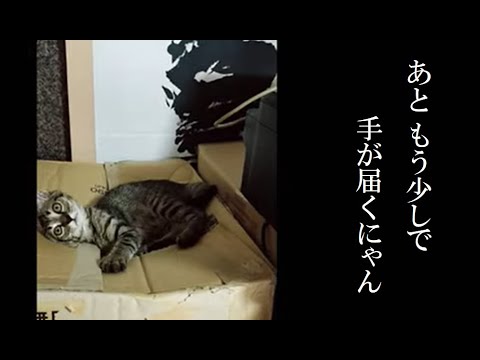 穴があれば 手を入れる 猫