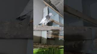 #pigeons #pigeon #pigeoneyes #kabootar #homingpigeons #pigeonloft #bird #pigeonlove