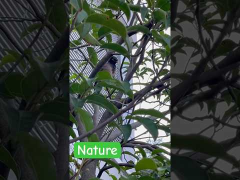 #Nature 1: Bird in Immigration