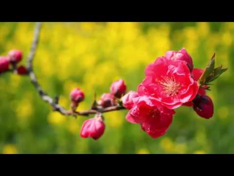 富山県中央植物園　2019 3 26