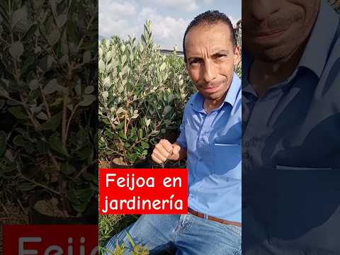 Feijoa en jardinería